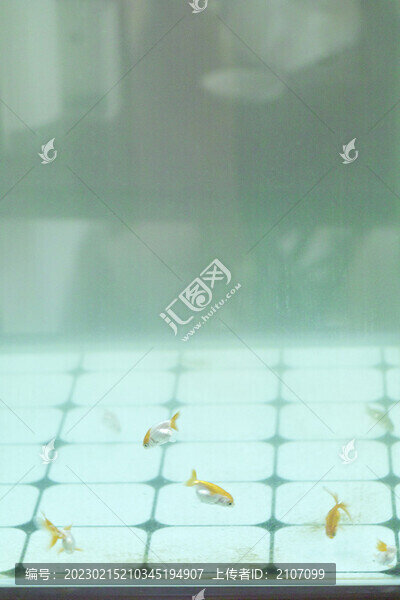 家養(yǎng)金魚(yú)