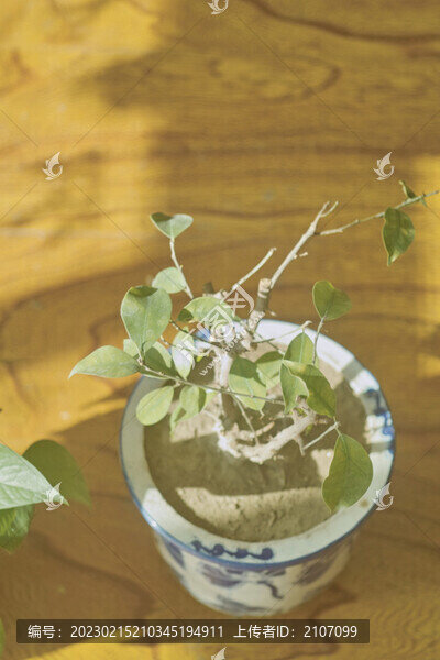 盆栽榕樹