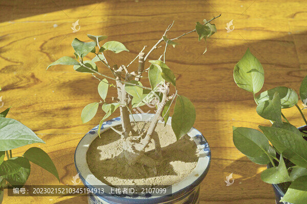 盆栽榕樹(shù)