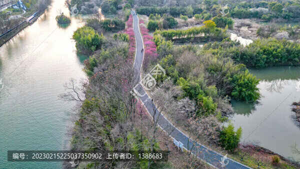 西溪濕地梅花林