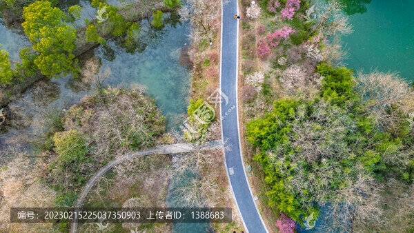西溪濕地梅花林