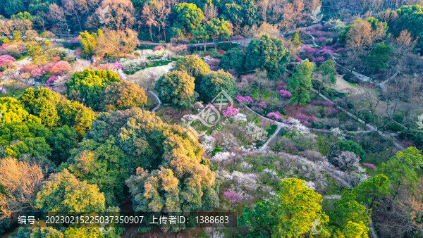 西溪濕地梅花林