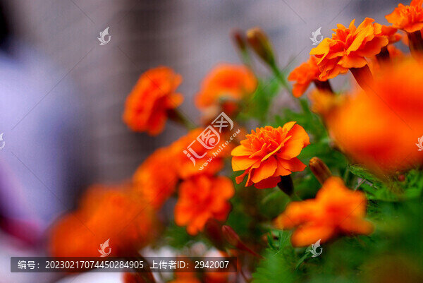 萬壽菊