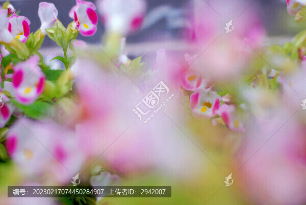 夏堇