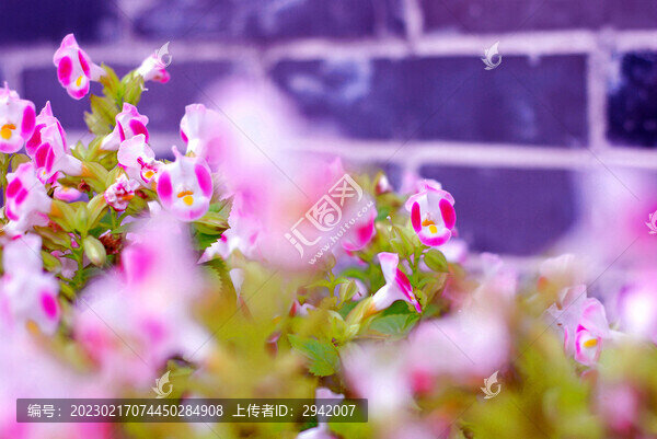 夏堇