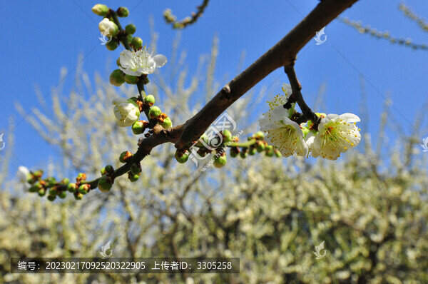 白梅花開(kāi)