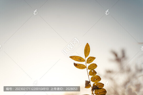 深秋時(shí)節(jié)的逆光葉子