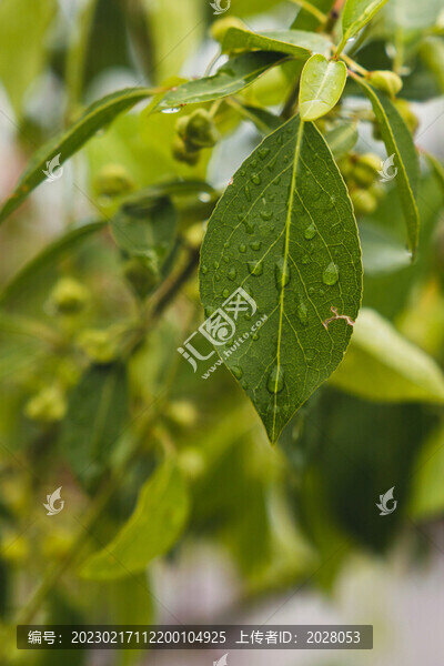 初秋雨后的樹(shù)葉雨水