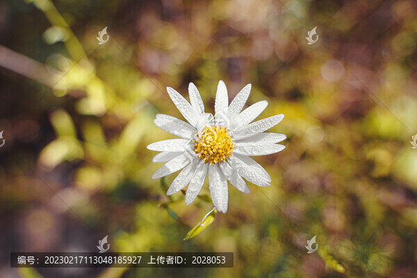 秋天里的小雛菊