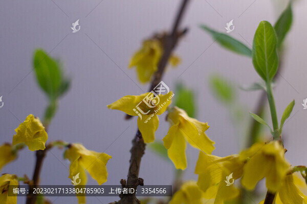 串串金花