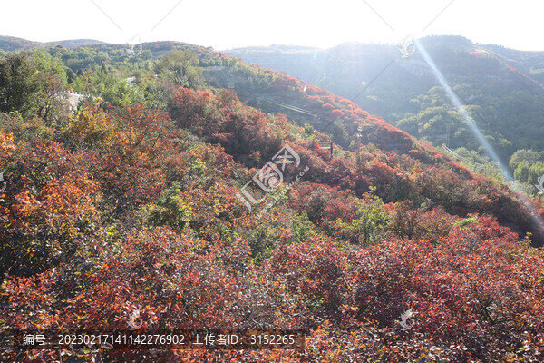 漫山遍野紅葉
