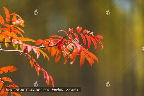 秋季陽(yáng)光下的紅葉
