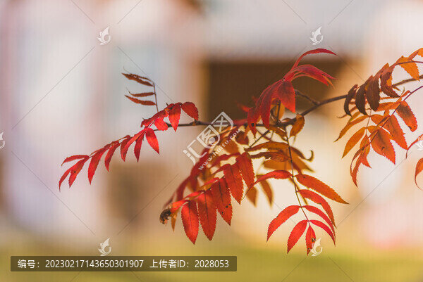 秋天逆光下的紅葉