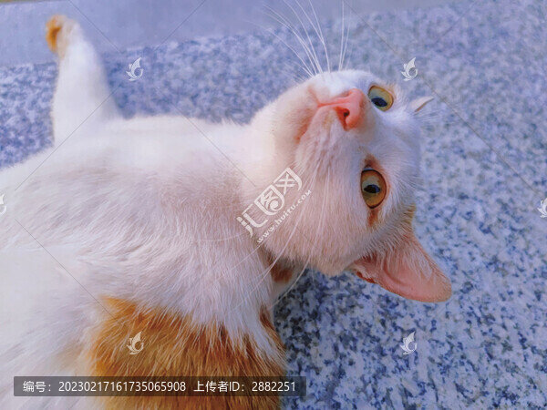 貓