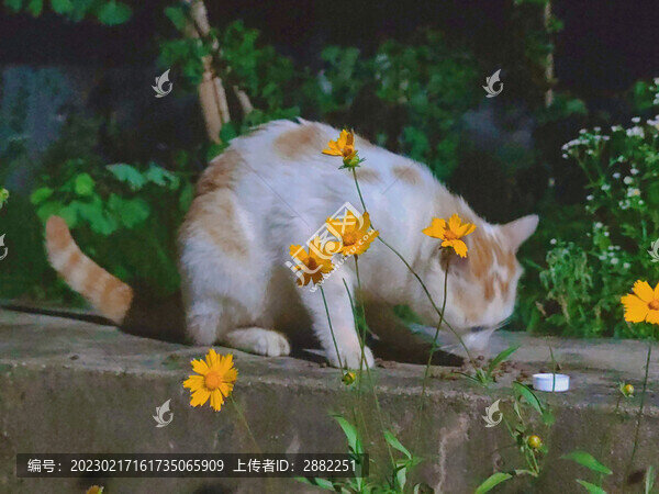 輕嗅薔薇