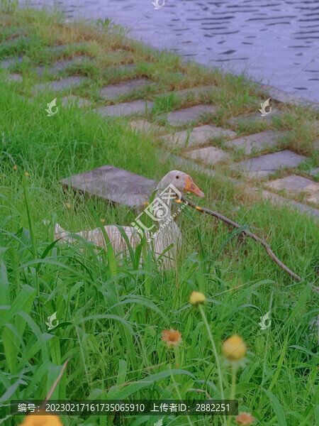 鴨