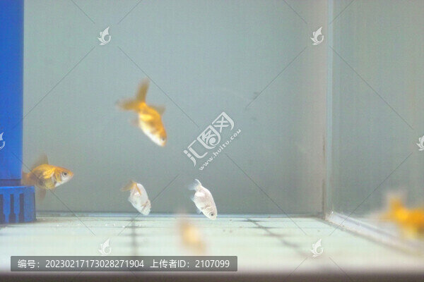 缸中金魚