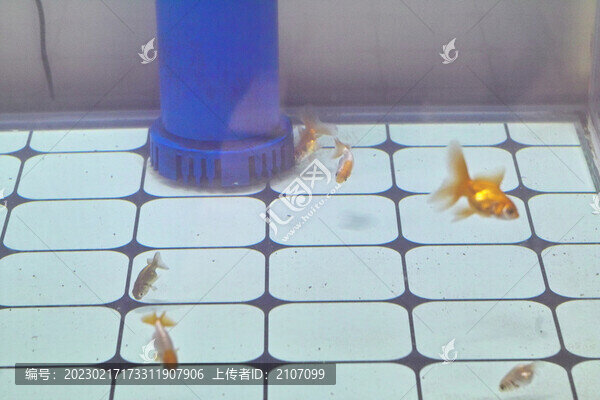 小泰獅