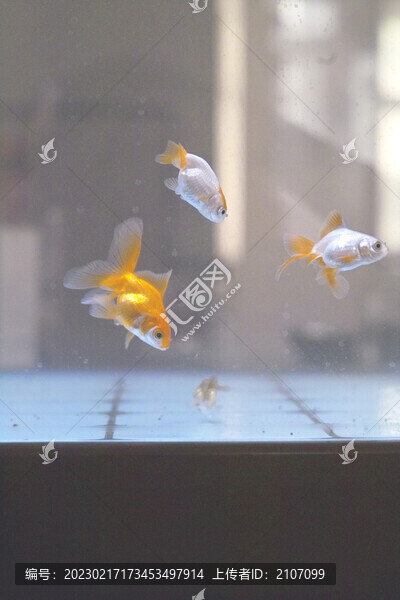 中國金魚