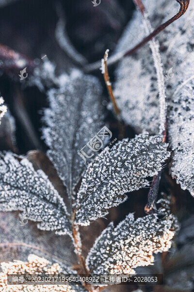 植物叶片结冰立冬时节素材