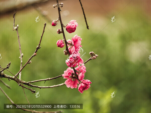 桃花