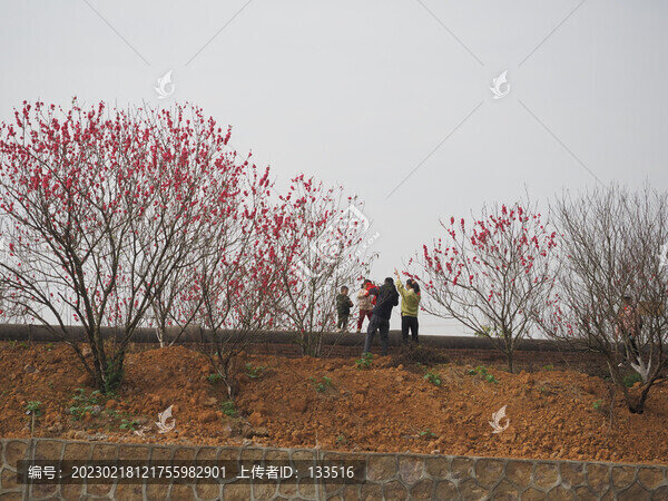 桃花