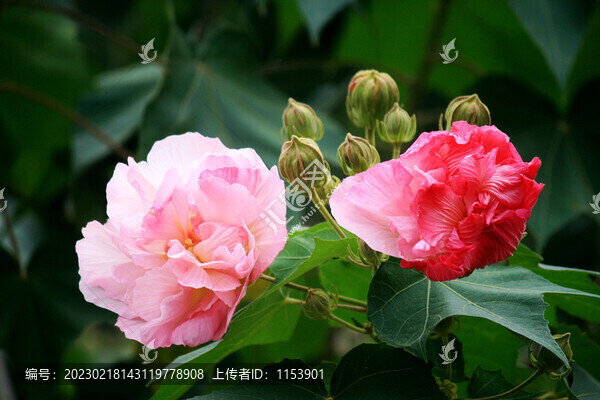 木芙蓉