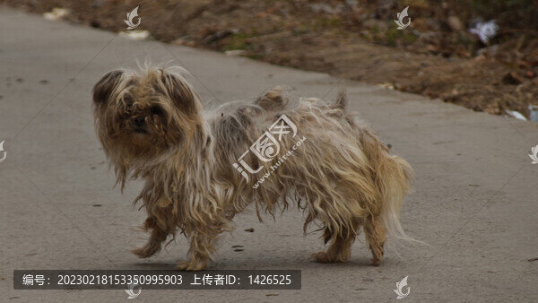 土狗