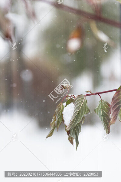 冬天大雪中的枯枝