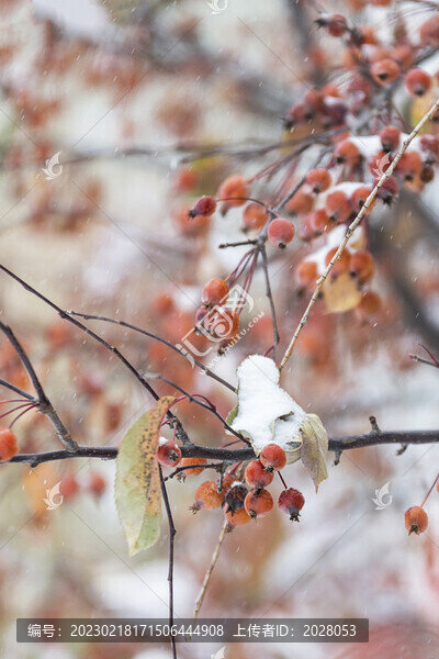 冬天大雪覆蓋的果樹