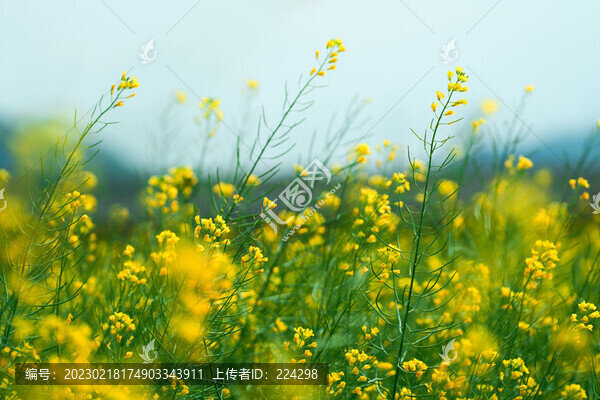 油菜花
