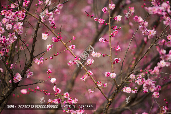 梅花