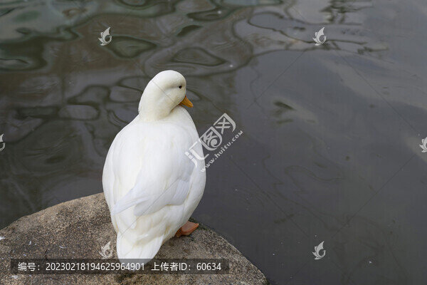 柯爾鴨