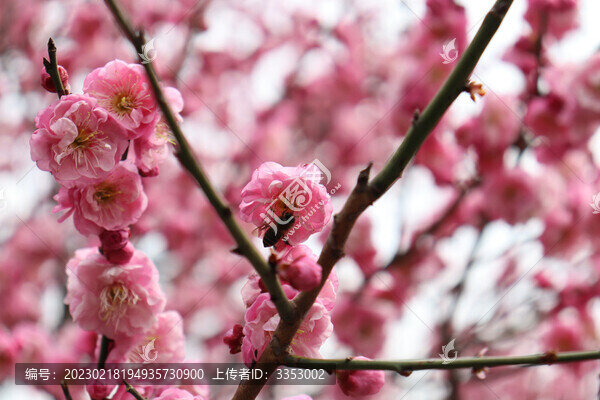 梅花和蜜蜂