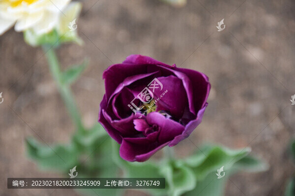 郁金香花蕊