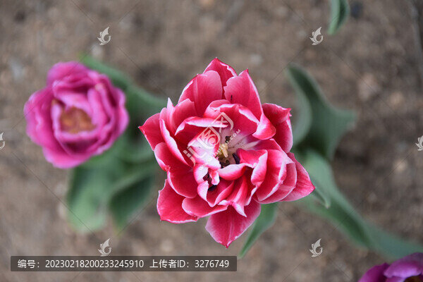 郁金香花蕊