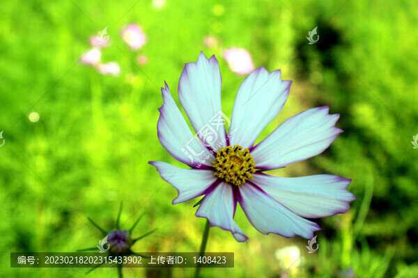 格?；? title=