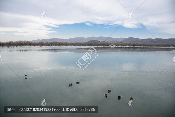 昆明湖幾只鴛鴦