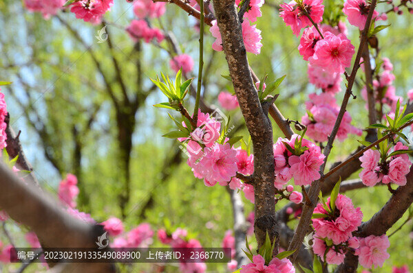 春季