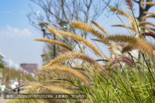 狼尾草