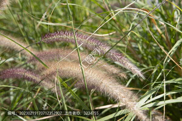 狼尾草