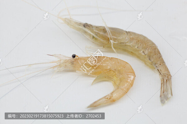 白底棚拍的蝦子