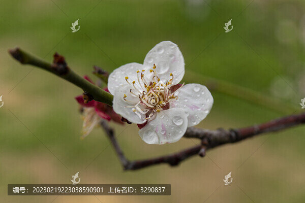 梅花