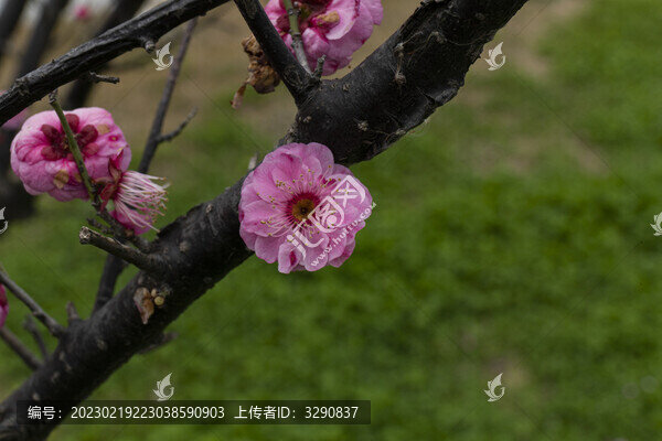 梅花