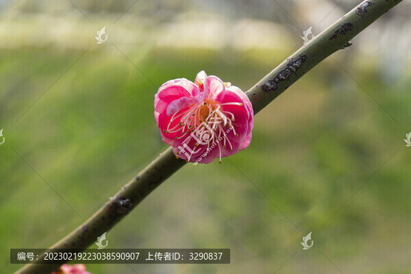 梅花