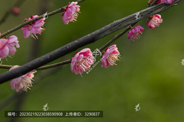 梅花