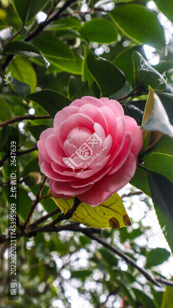 紅山茶花
