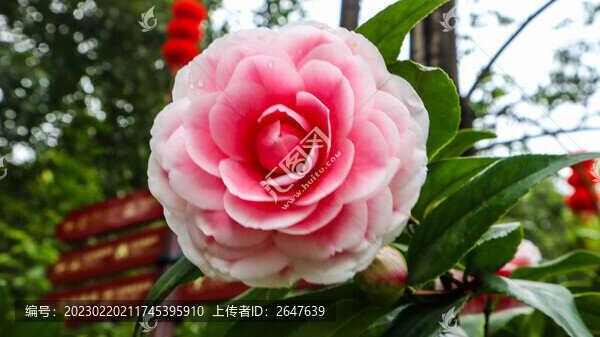 紅色山茶花