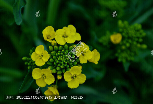 菜花