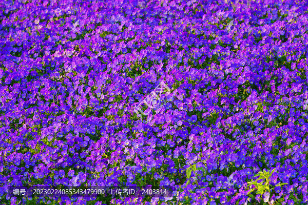 夕陽照耀鮮花